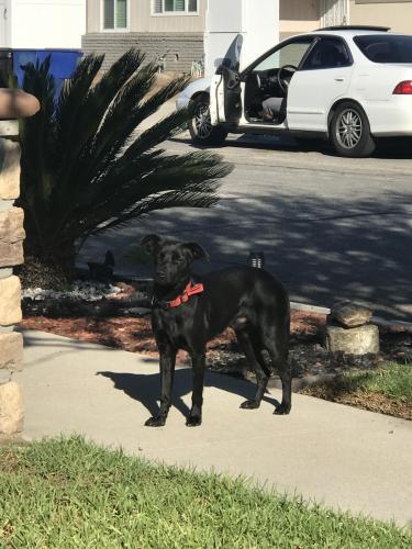 Found/Stray Male Dog last seen Golden Ave, San Bernardino, CA 92404