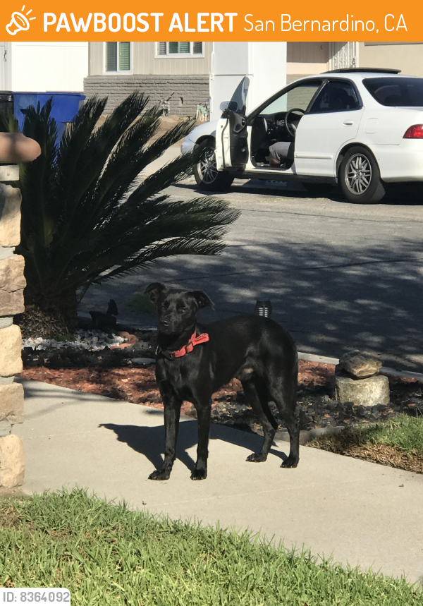 Found/Stray Male Dog last seen Golden Ave, San Bernardino, CA 92404
