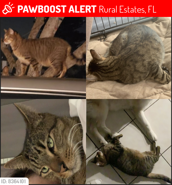 Lost Male Cat last seen 16th ST SE, Rural Estates, FL 34117