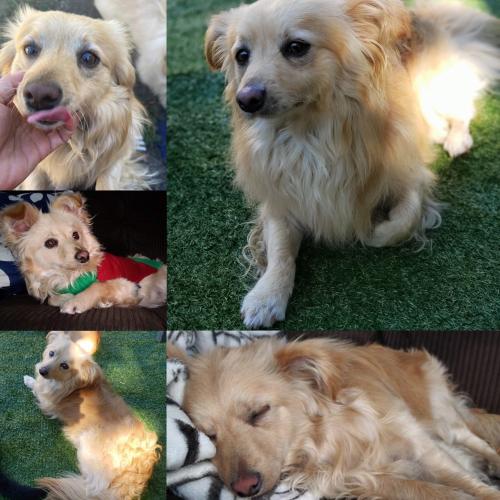 Lost Male Dog last seen Chevron Broadway/ Hogan Ave, Vallejo, CA 94589