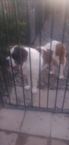 Found/Stray Male Dog last seen Near N Maddaloni Ave, Maricopa AZ 85138, Maricopa, AZ 85138
