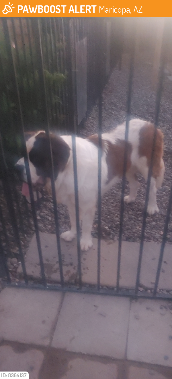 Found/Stray Male Dog last seen Near N Maddaloni Ave, Maricopa AZ 85138, Maricopa, AZ 85138