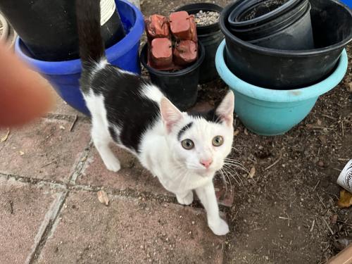 Found/Stray Male Cat last seen Fir and indian, Moreno Valley, CA 92553
