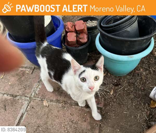 Rehomed Male Cat last seen Fir and indian, Moreno Valley, CA 92553