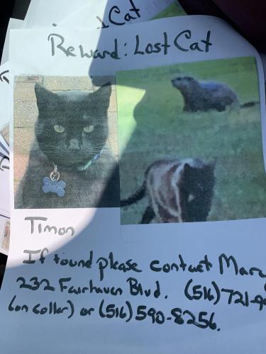 Lost Male Cat last seen Eagle rock Woodbury and 135 wooded area, Woodbury, NY 11797