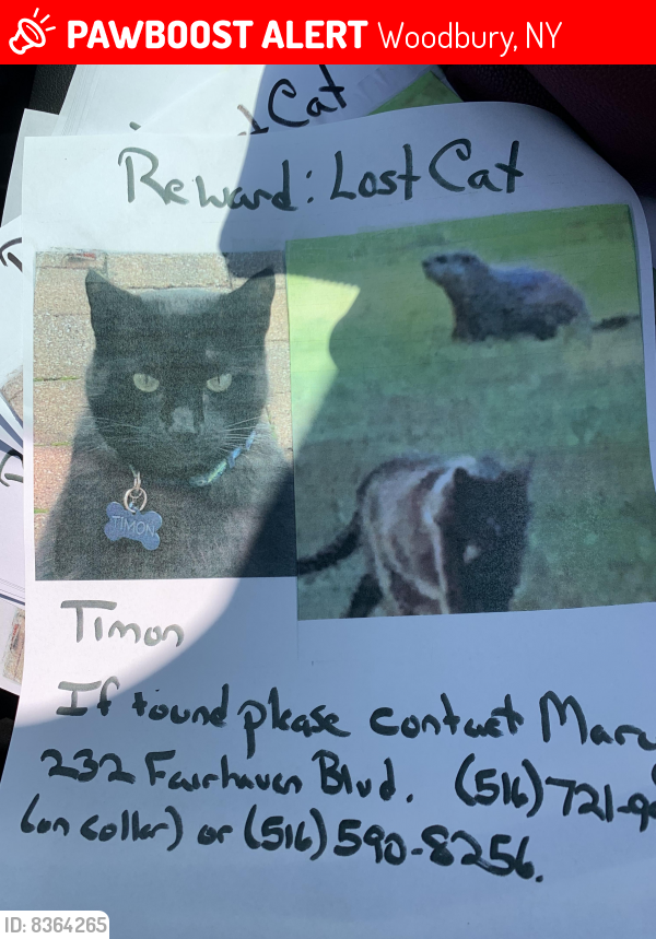 Deceased Male Cat last seen Eagle rock Woodbury and 135 wooded area, Woodbury, NY 11797