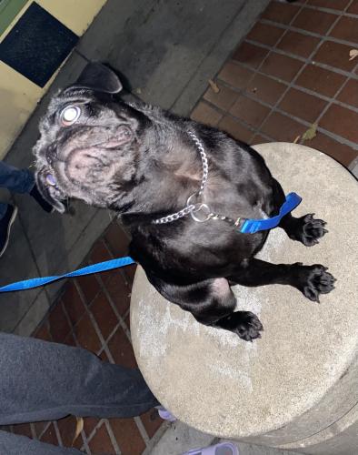 Found/Stray Male Dog last seen Duboce and Sanchez, San Francisco, CA 94114