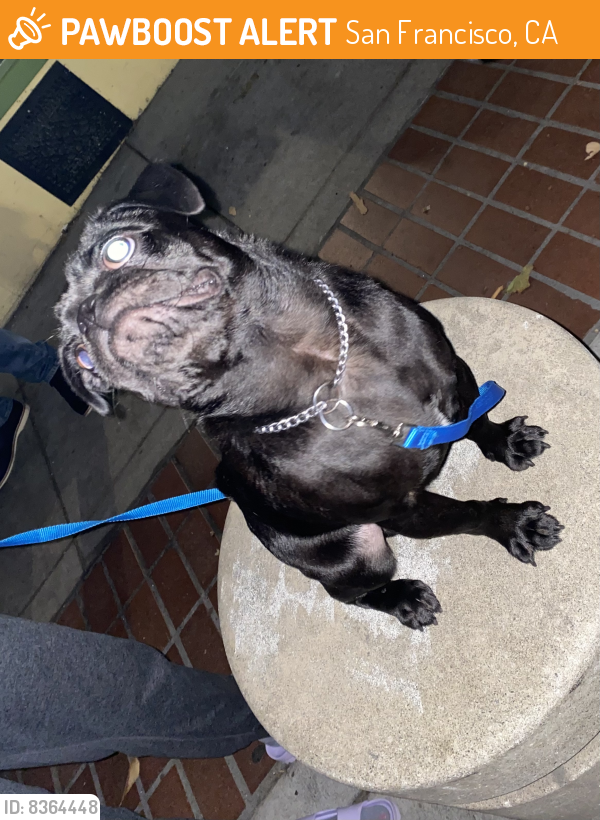 Surrendered Male Dog last seen Duboce and Sanchez, San Francisco, CA 94114