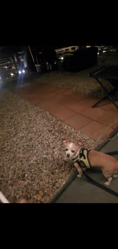 Lost Female Dog last seen Power Road and Guadalupe , Mesa, AZ 85201