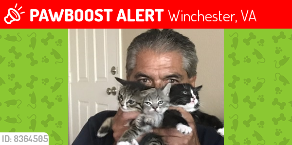Lost Male Cat last seen Pecos/Desert Inn, Winchester, VA 22601