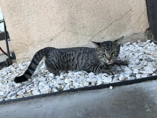 Found/Stray Unknown Cat last seen Cedar Ave Santa and ave, Bloomington, CA 92316