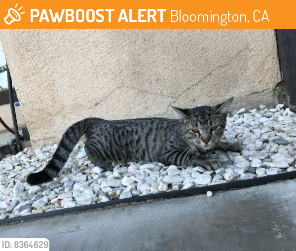 Found/Stray Unknown Cat last seen Cedar Ave Santa and ave, Bloomington, CA 92316