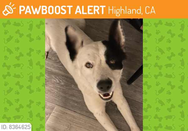 Found/Stray Male Dog last seen Located near Palm and cypress st, Highland, CA 92346