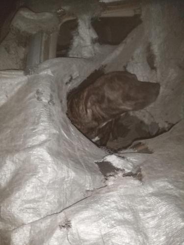 Lost Male Dog last seen Near the st , San Bernardino, CA 92405