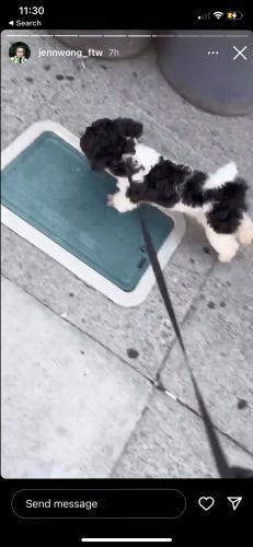 Found/Stray Male Dog last seen Philz coffee, San Francisco, CA 94131