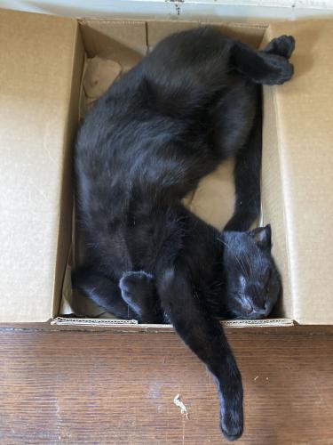 Lost Male Cat last seen San Pablo and Isabella street, Oakland, CA 94607
