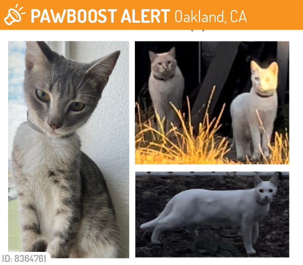 Found/Stray Female Cat last seen ash and 79th , Oakland, CA 94621