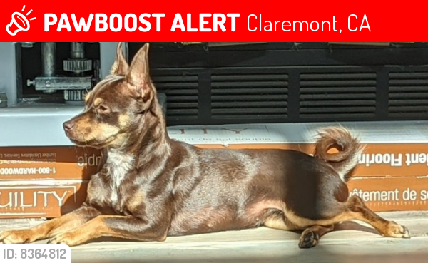 Lost Female Dog last seen Baseline/ Monte Vista / Claremont club, Claremont, CA 91711