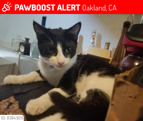 Lost Male Cat last seen 98th an D st Oakland CA, Oakland, CA 94603