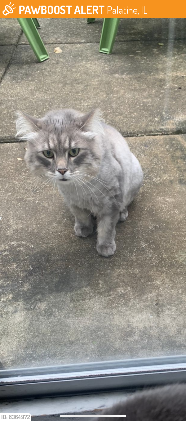 Found/Stray Unknown Cat last seen Behind hses , Palatine, IL 60074