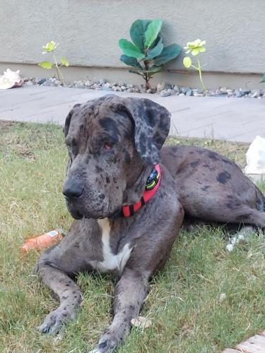 Found/Stray Male Dog last seen Mc Dowell rd, Phoenix, AZ 85037