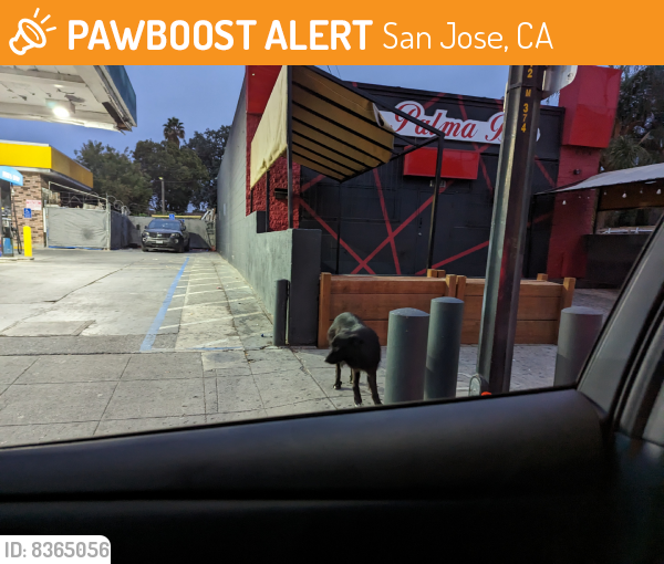 Found/Stray Unknown Dog last seen 7th & Keyes, San Jose, CA 95112
