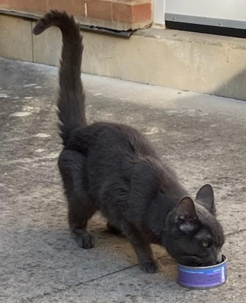 Shelter Stray Male Cat last seen Loudoun County, VA , Fairfax, VA 22032