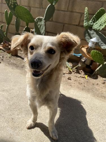Lost Female Dog last seen McDonald and M st. , Los Angeles, CA 90744