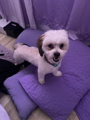 Lost Female Dog last seen 75th SweetWater, Peoria, AZ 85381
