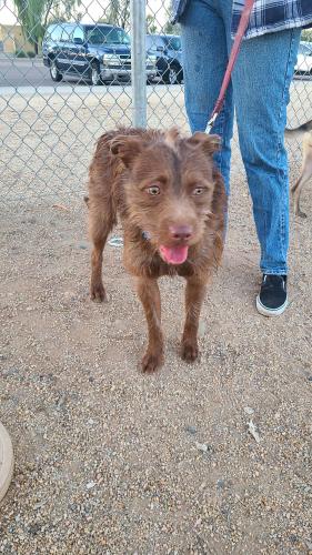 Found/Stray Male Dog last seen PetSmart Dog Park 19th Ave and Utopia , Phoenix, AZ 85027