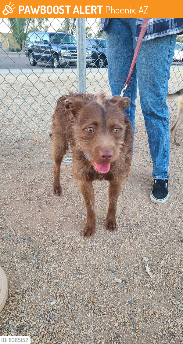 Rehomed Male Dog last seen PetSmart Dog Park 19th Ave and Utopia , Phoenix, AZ 85027