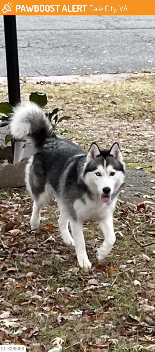 Found/Stray Unknown Dog last seen Dale street , Dale City, VA 22191