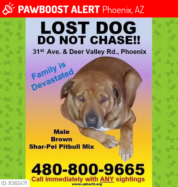 Lost Male Dog last seen 31st Avenue and deer valley , Phoenix, AZ 85027