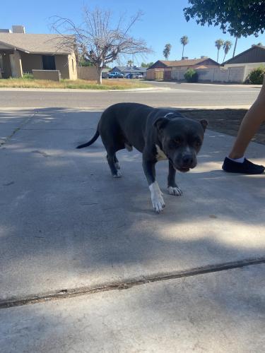 Found/Stray Male Dog last seen Near N 45th LN Glendale AZ 85304, Glendale, AZ 85304