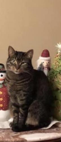 Lost Female Cat last seen Roosevelt Rd and Winfield Rd, Winfield, IL 60190