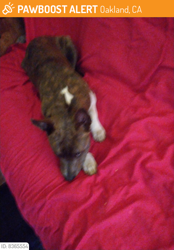 Found/Stray Male Dog last seen Pearamain street, Oakland, CA 94603