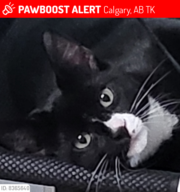 Lost Male Cat last seen Center street and 64th Avenue, Calgary, AB T3K