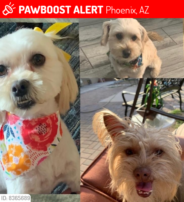Lost Female Dog last seen Glendale az., Phoenix, AZ 85013