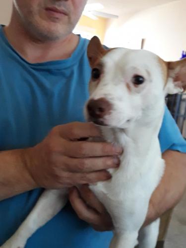 Found/Stray Male Dog last seen Deer Valley & 35th Ave, Phoenix, AZ 85027