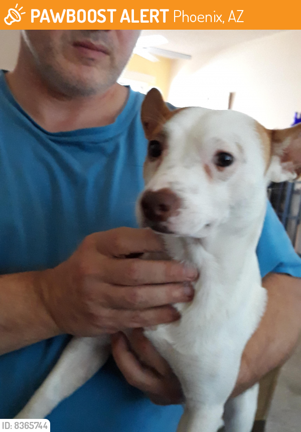 Rehomed Male Dog last seen Deer Valley & 35th Ave, Phoenix, AZ 85027