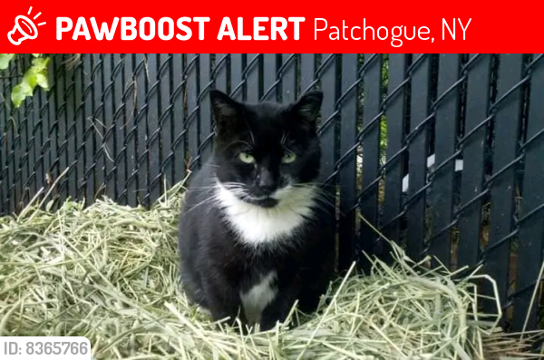 Lost Male Cat last seen Near Waverly Avenue Heatherwood apmt Complex next door to the Suffolk County Police 5th Precinct Police Station, Patchogue, NY 11772