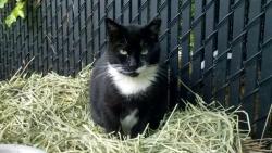 Lost Male Cat last seen Near Waverly Avenue Heatherwood apmt Complex next door to the Suffolk County Police 5th Precinct Police Station, Patchogue, NY 11772