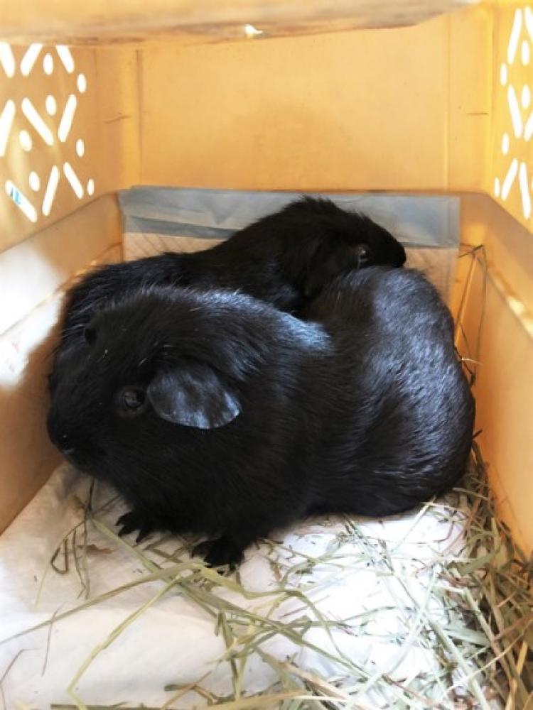 Shelter Stray Unknown Guinea pig last seen Oakland, CA , Oakland, CA 94601