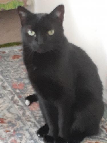 Lost Male Cat last seen Bell blvd., Queens, NY 11360