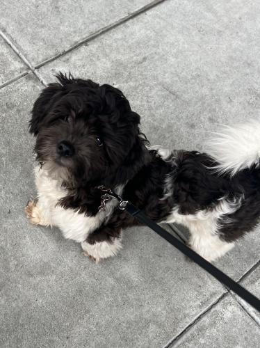 Found/Stray Male Dog last seen 23rd street and Bartlett, San francisco, ca , San Francisco, CA 94102