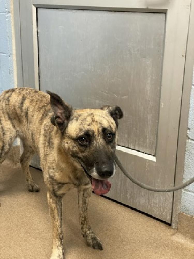 Shelter Stray Male Dog last seen Near Rockbridge Rd, 30084, GA, Atlanta, GA 30341