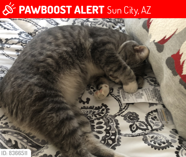 Lost Male Cat last seen Near n balboa dr, Sun City, AZ 85351