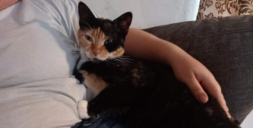 Lost Female Cat last seen St Clair’s Shores Rd, Naples, FL 34104
