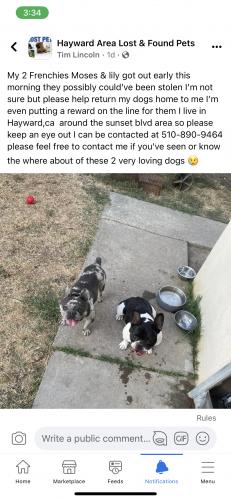 Lost Unknown Dog last seen Vallejo street, Hayward, CA 94541