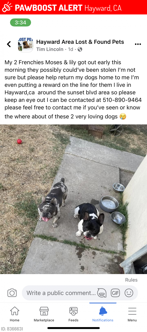 Lost Unknown Dog last seen Vallejo street, Hayward, CA 94541